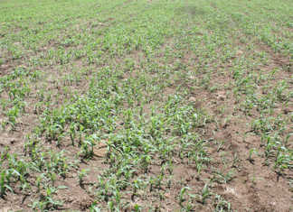 Mpumalanga traditional leaders to receive 60 tractors