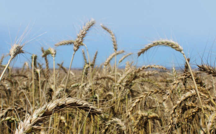 Wheat production gets boost in Zimbabwe