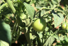 Karl van Rensburg’s tomatoes for the fresh produce market are harvested by hand.