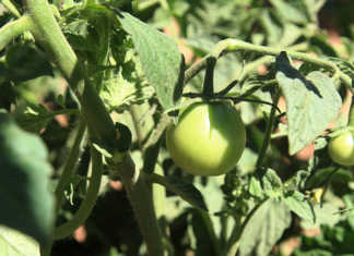 Karl van Rensburg’s tomatoes for the fresh produce market are harvested by hand.