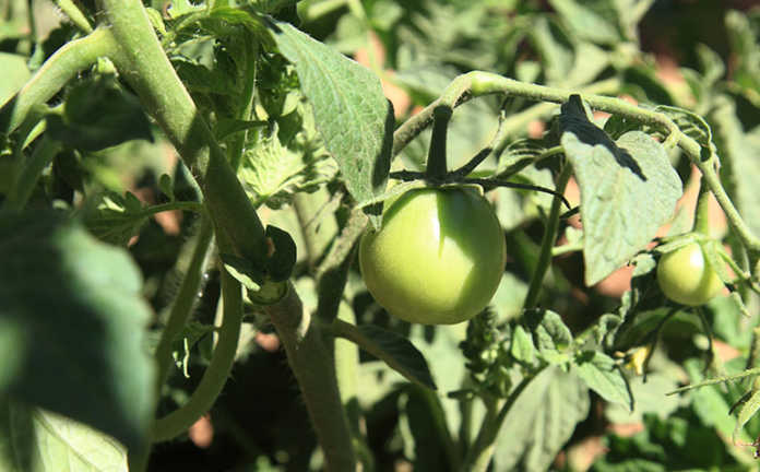 Karl van Rensburg’s tomatoes for the fresh produce market are harvested by hand.