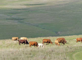 RPO welcomes arrest of stock thieves in the Free State