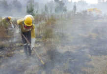 Severe fodder shortage in Western Cape