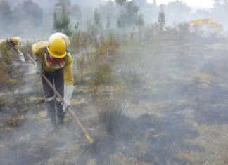 Severe fodder shortage in Western Cape Severe fodder shortage in Western Cape