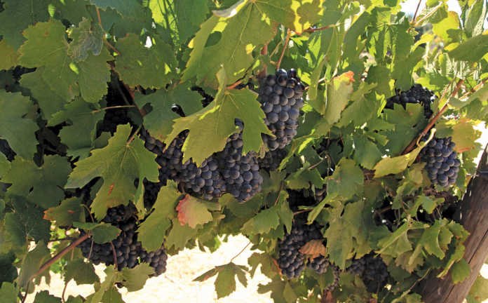 Diversification beats poor wine grape prices
