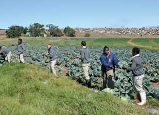 Agriculture does interest the youth
