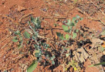 Get to know how your crop ‘thinks’ Get to know how your crop ‘thinks’