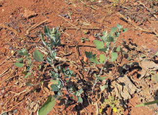 Get to know how your crop ‘thinks’