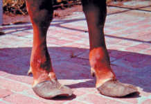 Hoof management guidelines