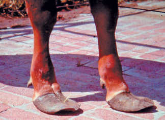 Hoof management guidelines