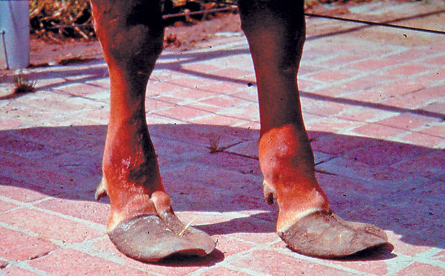 Hoof management guidelines Hoof management guidelines