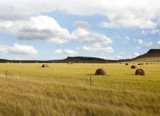 35th Farm attack in the Free State.