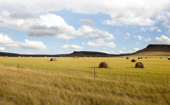 35th Farm attack in the Free State.