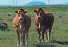 Jacre Limousins: founded on French genetics