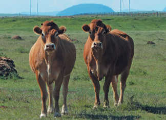 Jacre Limousins: founded on French genetics