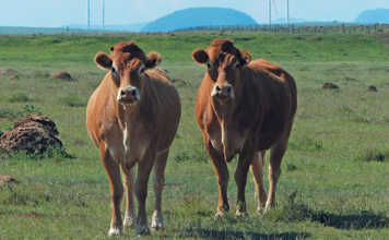 Jacre Limousins: founded on French genetics