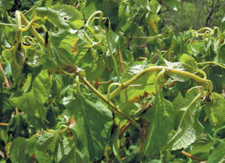 Understanding herbicides