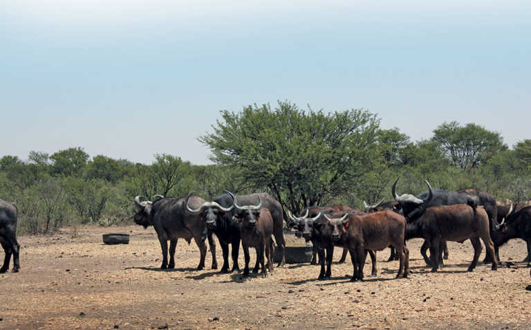 Commercial buffalo breeding: ‘It’s not just for the rich’ Commercial buffalo breeding: ‘It’s not just for the rich’