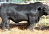 Angus bull sold for a record R140 000