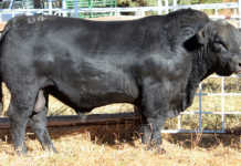 Angus bull sold for a record R140 000
