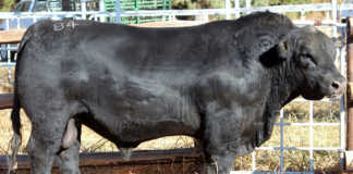 Angus bull sold for a record R140 000