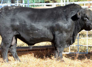 Angus bull sold for a record R140 000 Angus bull sold for a record R140 000