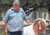 A successful Boer goat stud in the Hantam Karoo A successful Boer goat stud in the Hantam Karoo