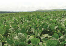 CEC predicts record soya crop for 2017