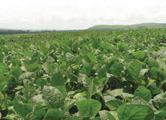 CEC predicts record soya crop for 2017