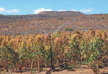 Amaranth farm trial: a high-potential crop for marginal land?