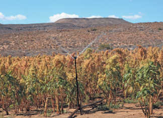 Amaranth farm trial: a high-potential crop for marginal land?