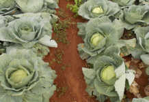 The benefits of farm trials – Part 1