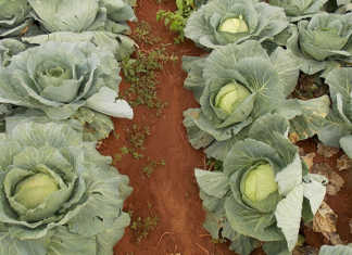The benefits of farm trials – Part 1