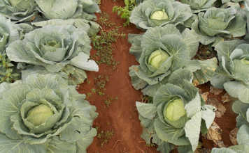 The benefits of farm trials – Part 1