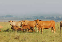 Animal health crucial to improve Africa’s protein production