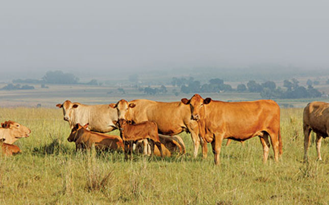 Animal health crucial to improve Africa’s protein production Animal health crucial to improve Africa’s protein production