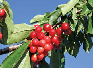 Attention to detail – key to successful cherry farming