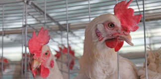 Avian influenza discovered on two farms in SA