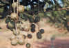 Organised macadamia theft a growing ‘business’ in SA Organised macadamia theft a growing ‘business’ in SA