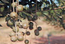 Organised macadamia theft a growing ‘business’ in SA