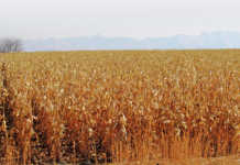 ChemChina completes Syngenta takeover