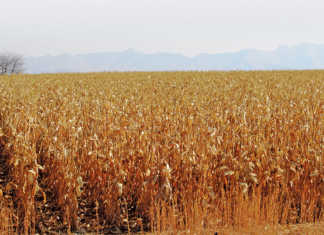 ChemChina completes Syngenta takeover