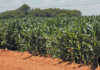 New export markets needed for SA maize New export markets needed for SA maize