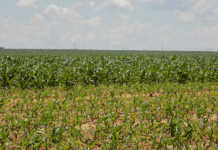EU farmers concerned at proposed agricultural budget cuts