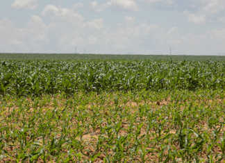 EU farmers concerned at proposed agricultural budget cuts