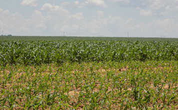 EU farmers concerned at proposed agricultural budget cuts