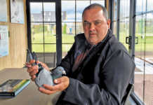 The R5 million racing pigeon Golden Prince: The R5 million racing pigeon