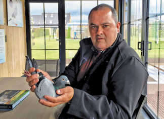 Golden Prince: The R5 million racing pigeon