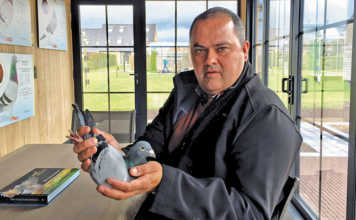 Golden Prince: The R5 million racing pigeon