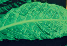 Tobacco Mosaic Virus: Symptoms, transmission and management